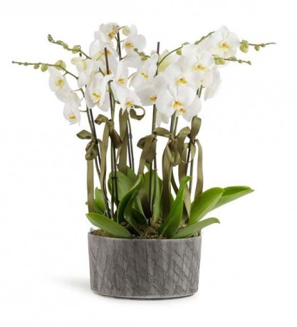 8 Dal Beyaz Orkideler